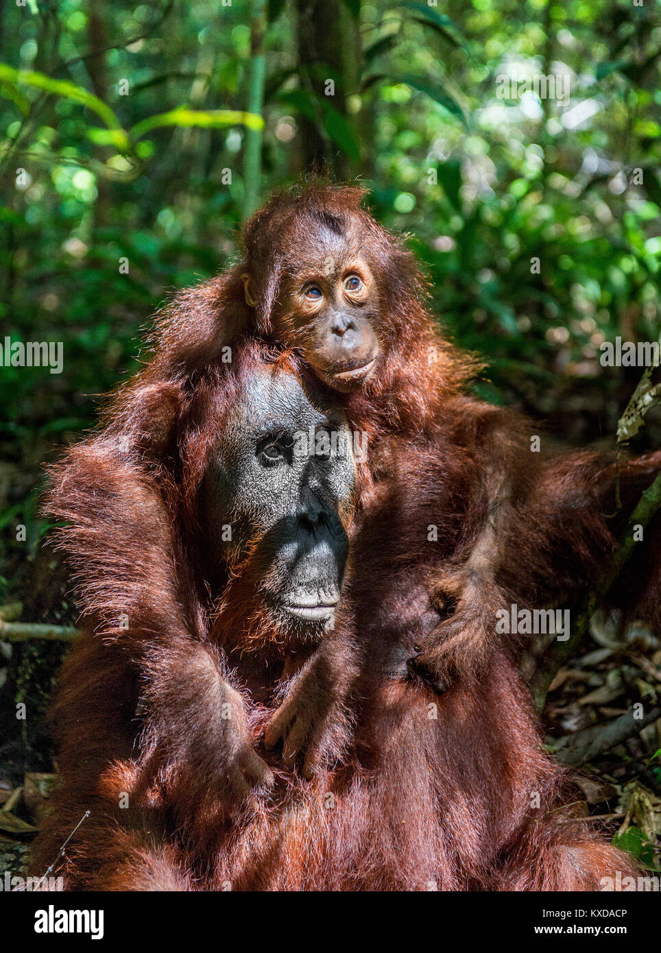 A female of the orangutan with a cub in a natural habitat.  Central Bornean orangutan (Pongo pygmaeus wurmbii) in the wild nature. Wild Tropical Rainf Stock Photo