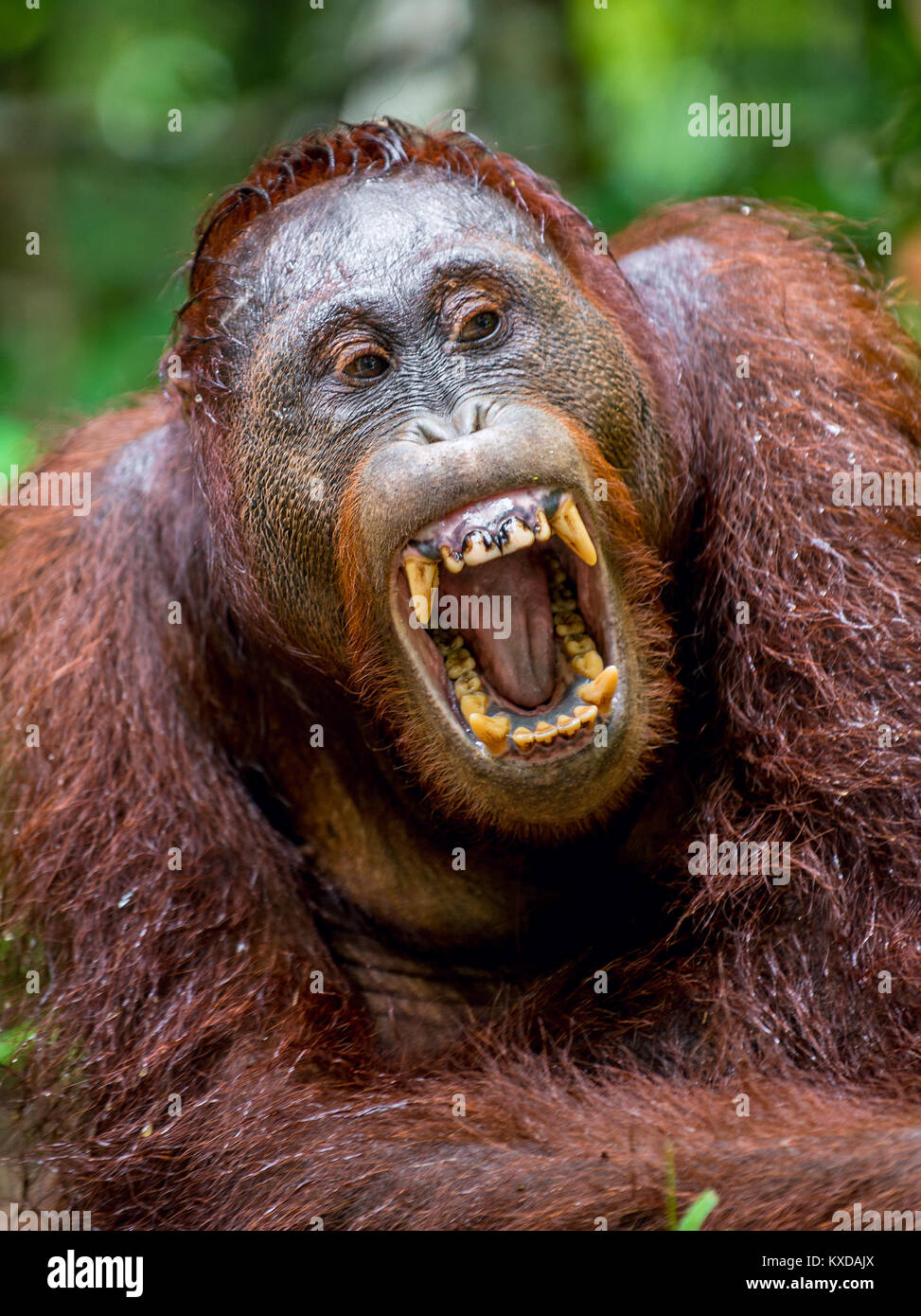 A close up portrait of the Bornean orangutan (Pongo pygmaeus) with open mouth. Wild nature. Central Bornean orangutan  ( Pongo pygmaeus wurmbii ) in n Stock Photo
