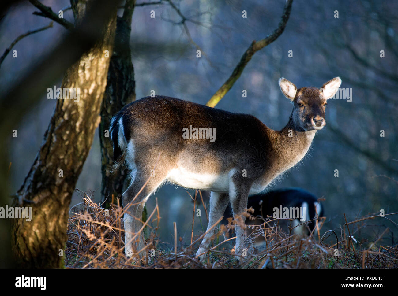Fallow Deer in winter on Cannock Chase AONB Area of Outstanding Natural