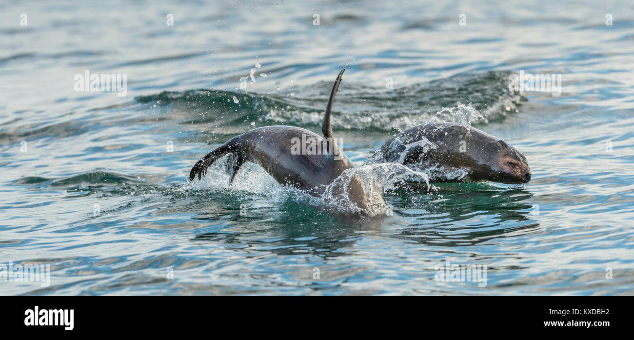 Seals swim and jumping out of water . Jumping Cape fur seal