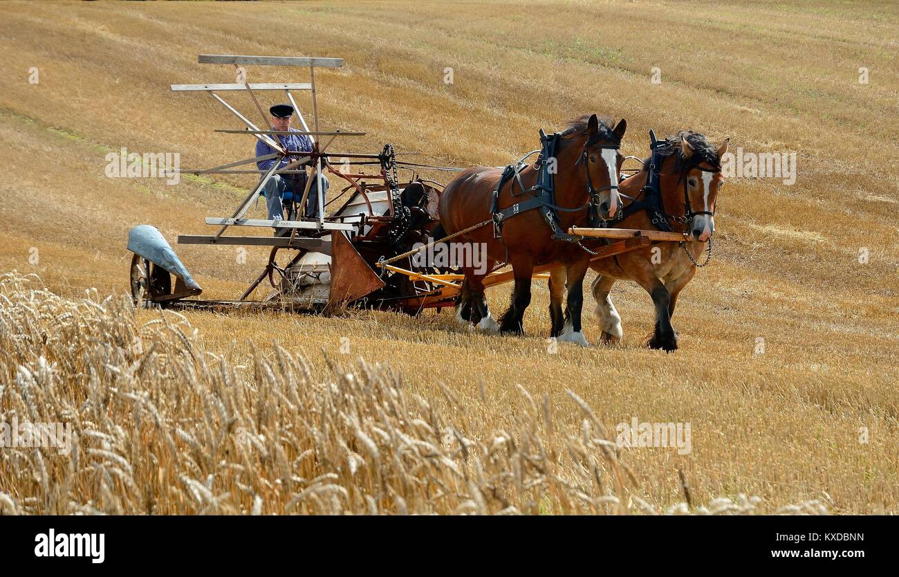 Nostalgic harvest with horses, Stubbarp farm, Slimminge, Scania, Sweden Stock Photo
