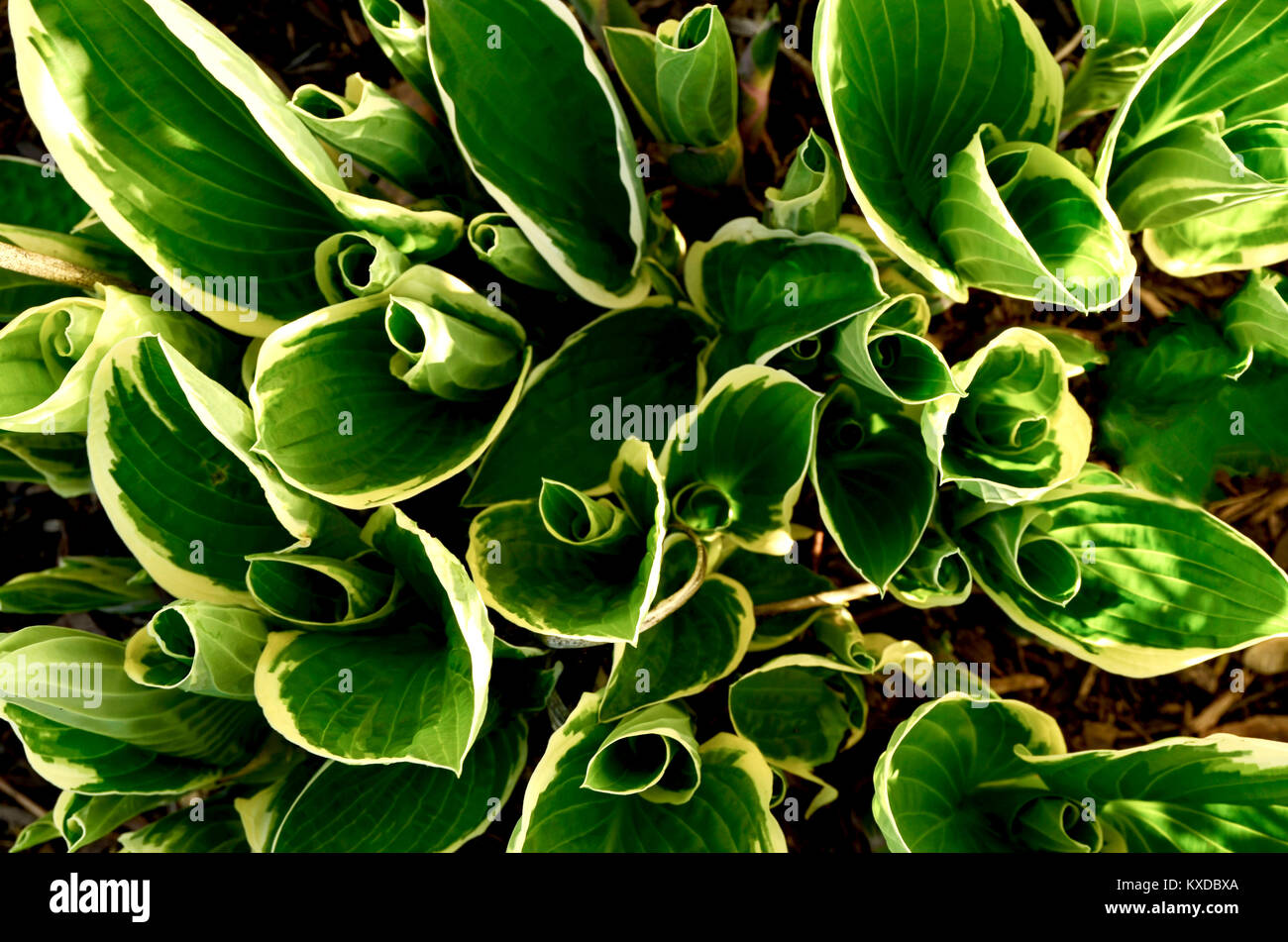 spring growth of hosta plants strength Stock Photo