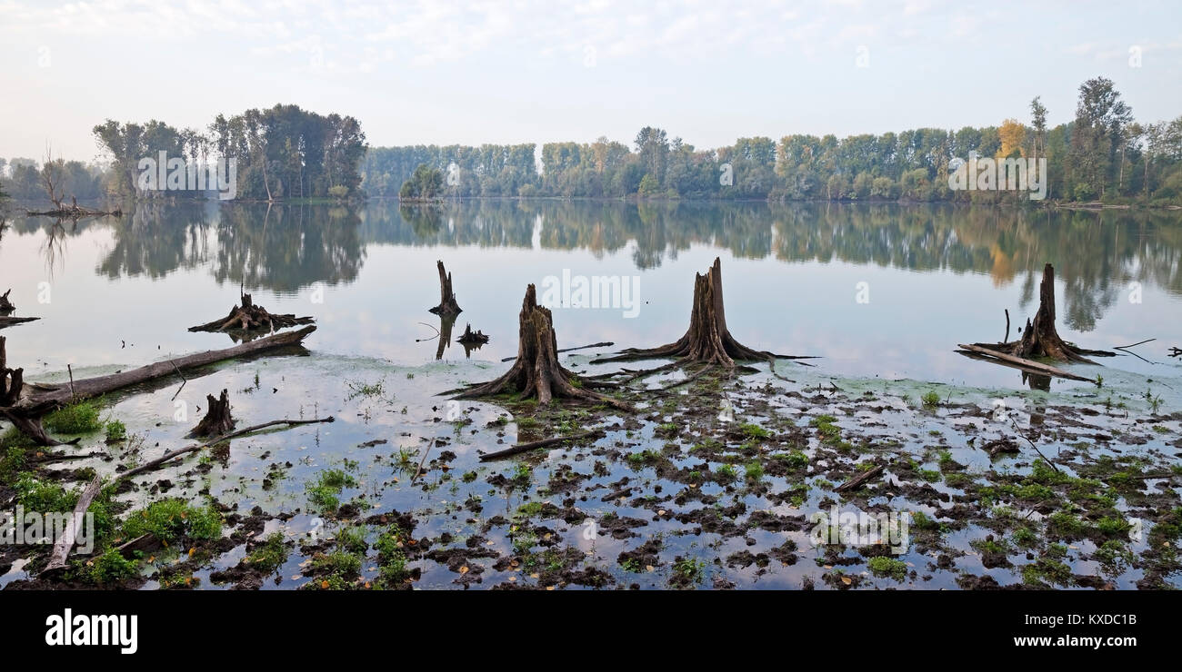 Old water with dead trees, floodplain landscape, Lower Rhine, Bislicher Insel nature reserve, North Rhine-Westphalia, Germany Stock Photo