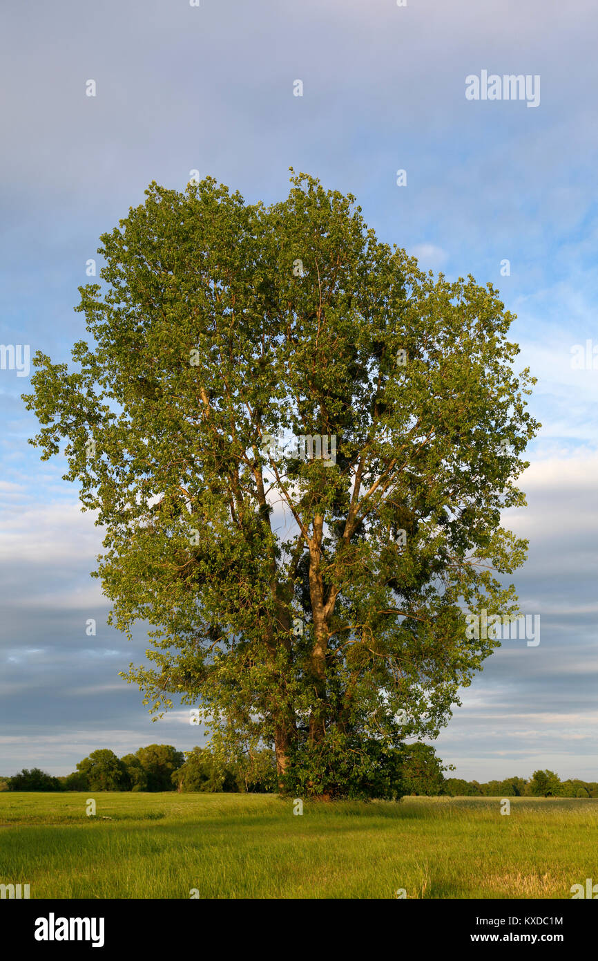 Poplar (Populus) in a meadow in early summer, Elbaue, Biosphere Reserve Middle Elbe, Dessau-Rosslau, Saxony-Anhalt, Germany Stock Photo