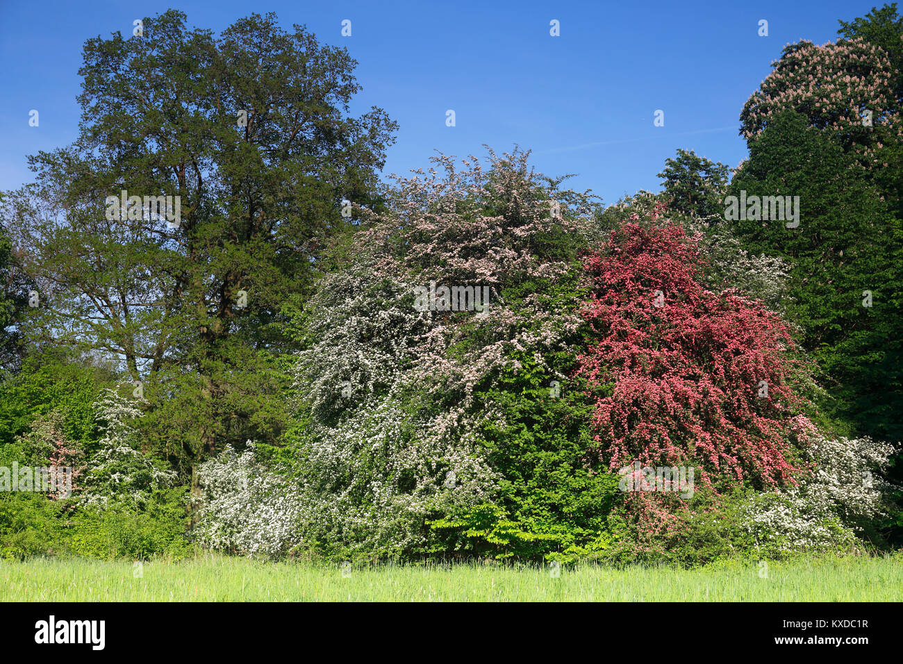 Flowering hawthorn (Crataegus monogyna) and Paul's Scarlet (Crataegus laevigata), Biosphere Reserve Middle Elbe, Saxony-Anhalt Stock Photo