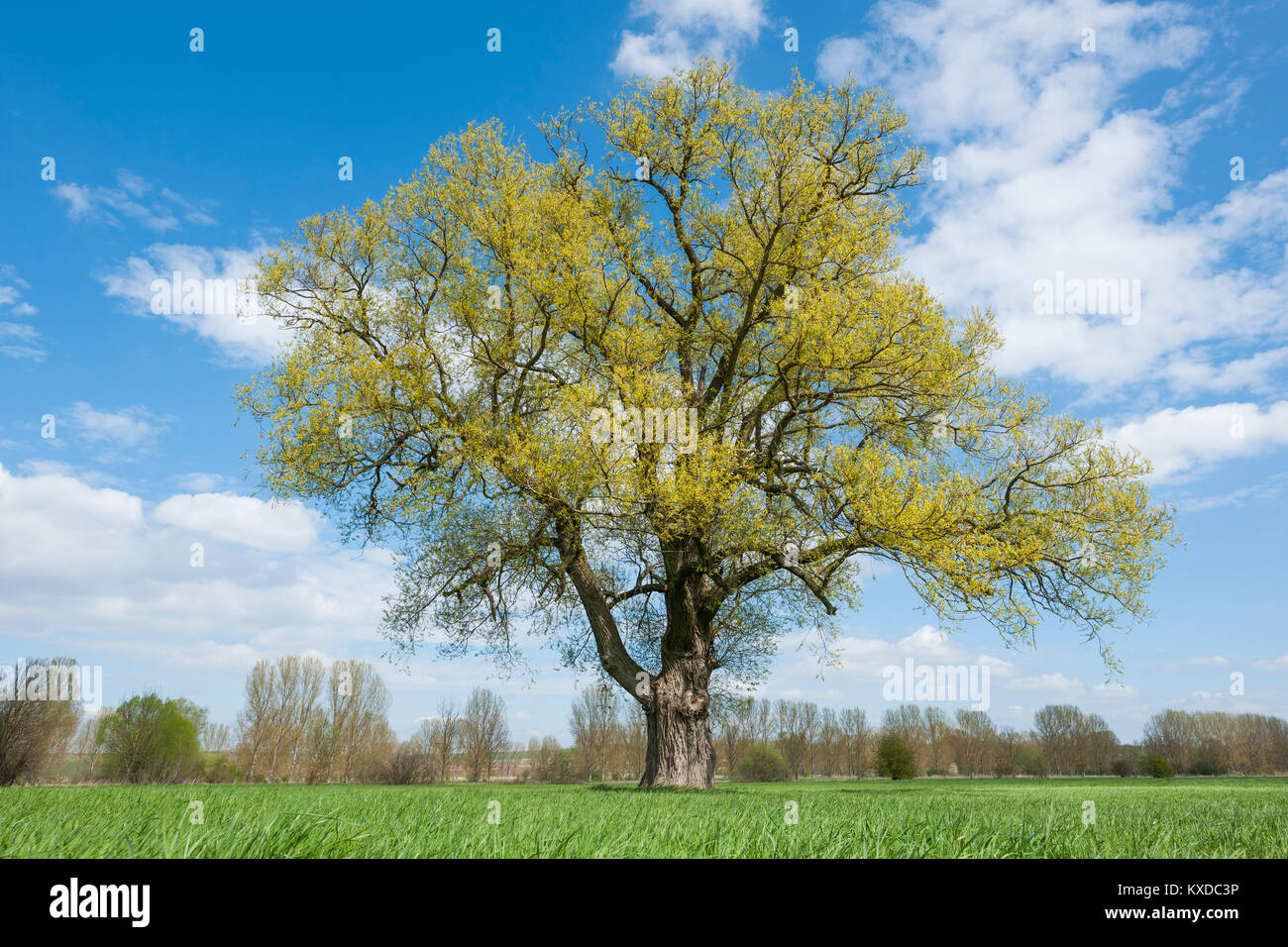 Crack willow (Salix fragilis) in spring,blooming,Thuringia,Germany Stock Photo