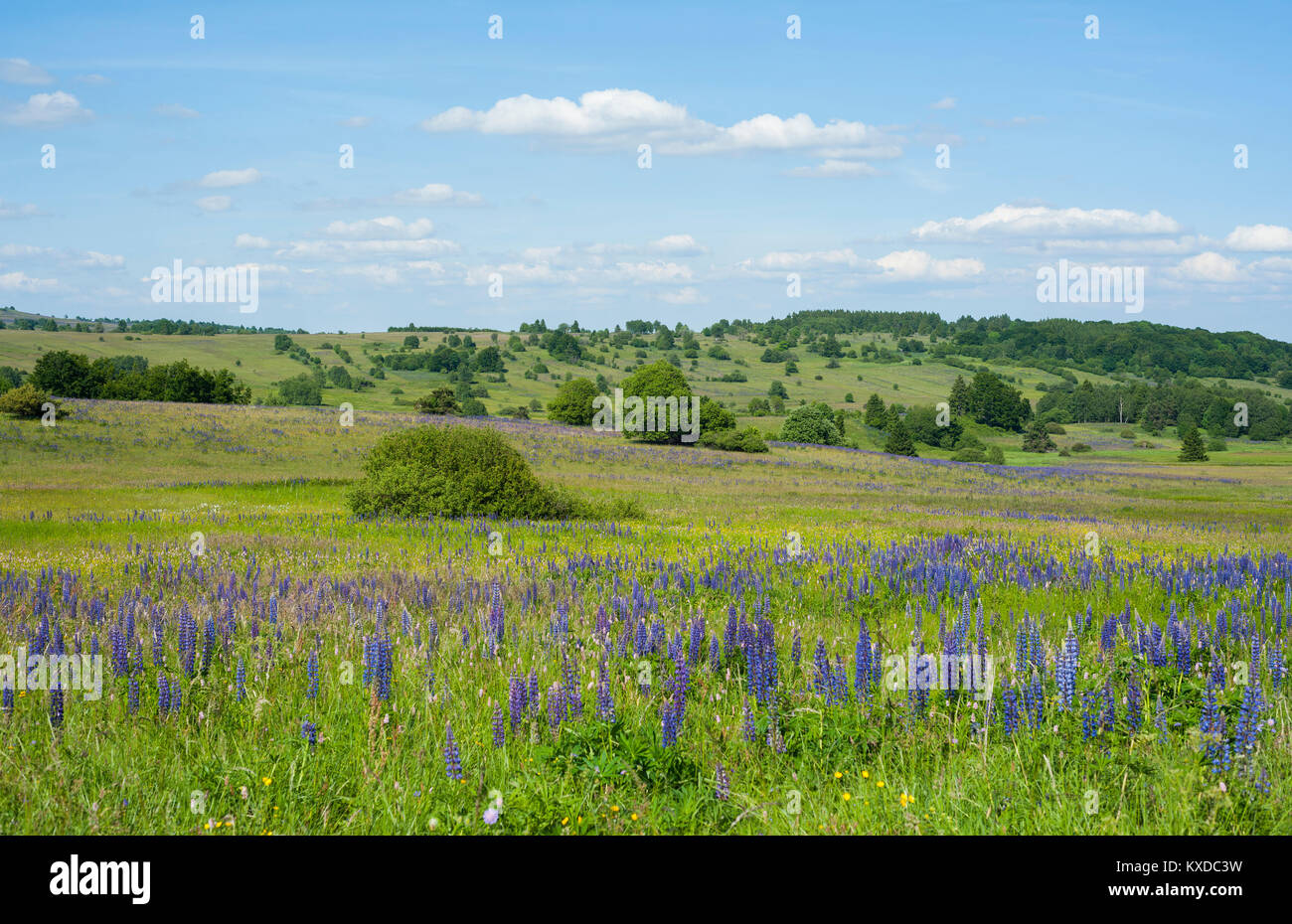 Large-leaved lupin (Lupinus polyphyllus),blooming in meadow,nature reserve Lange Rhön,biosphere reserve Rhön,Bavaria Stock Photo