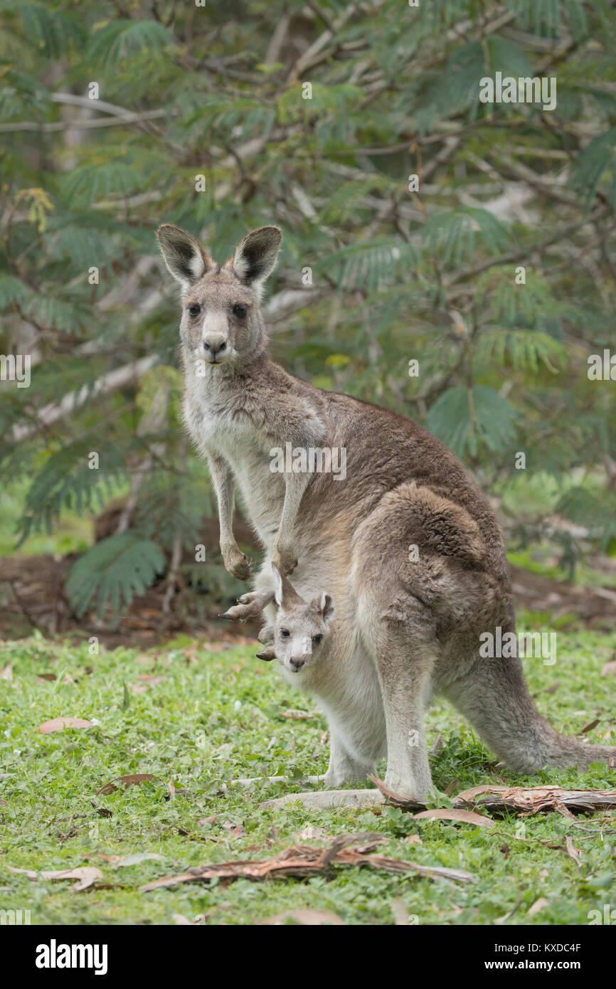 Eastern grey kangaroo (Macropus giganteus) adult and baby joey in it's mothers pouch,Anglesea,Victoria,Australia Stock Photo