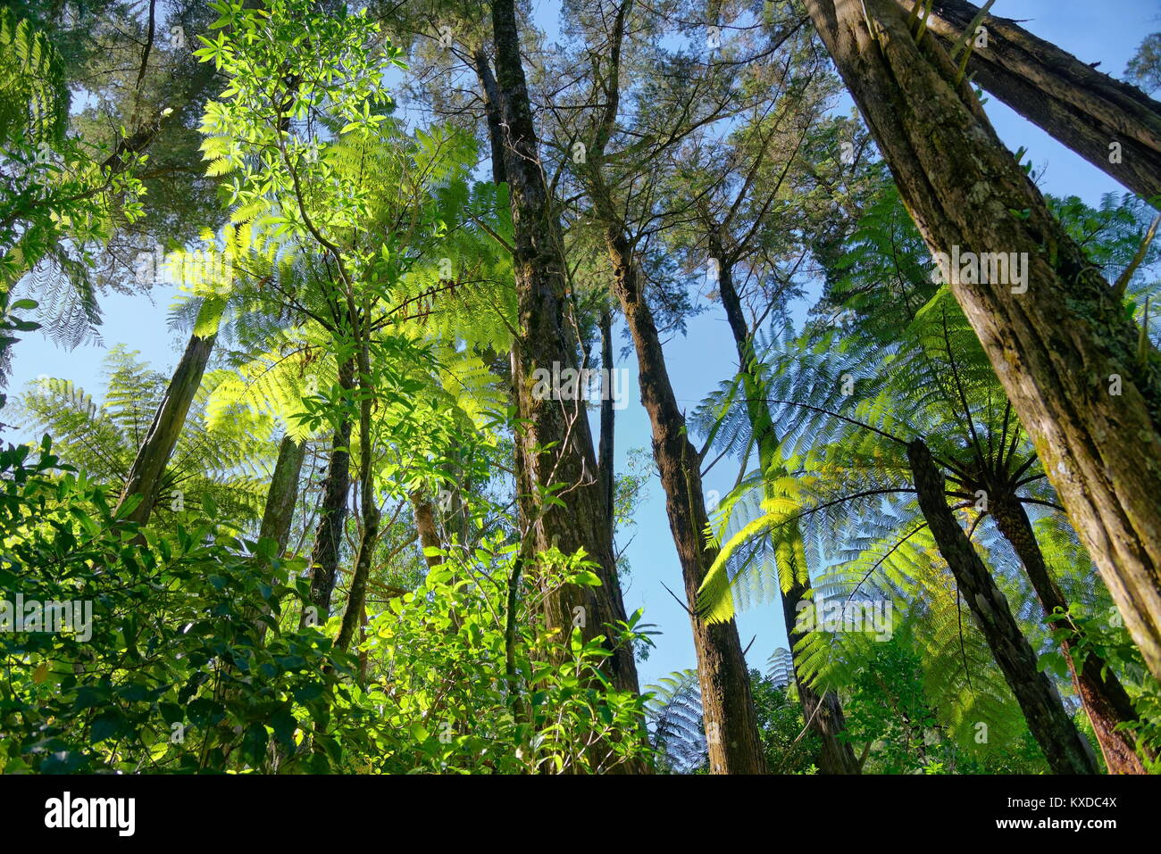 Silver Tree ferns (Cyathea dealbata) in tropical rainforest,Whanganui National Park,North Island,New Zealand Stock Photo