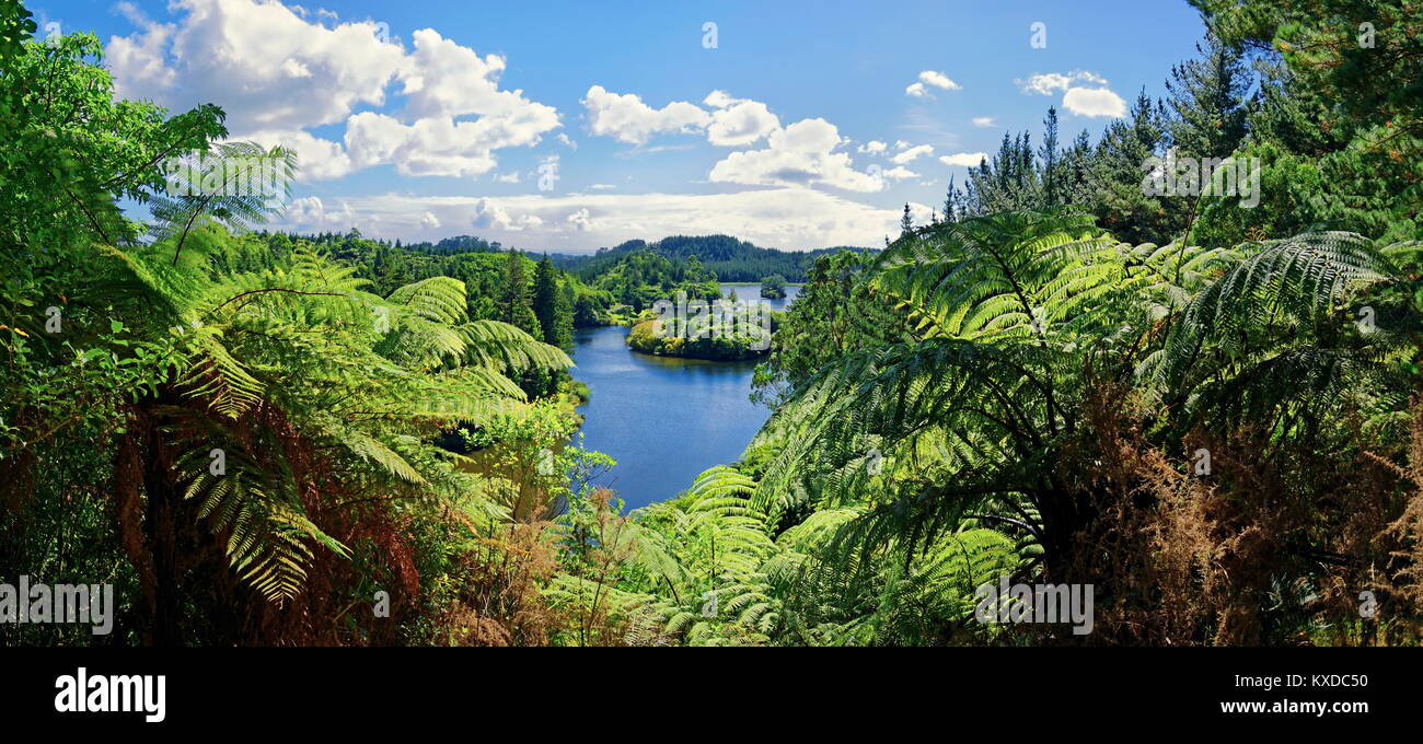 Silver Tree ferns (Cyathea dealbata) with lake Lake Mangamahoe in tropical rainforest,Whanganui National Park,North Island Stock Photo
