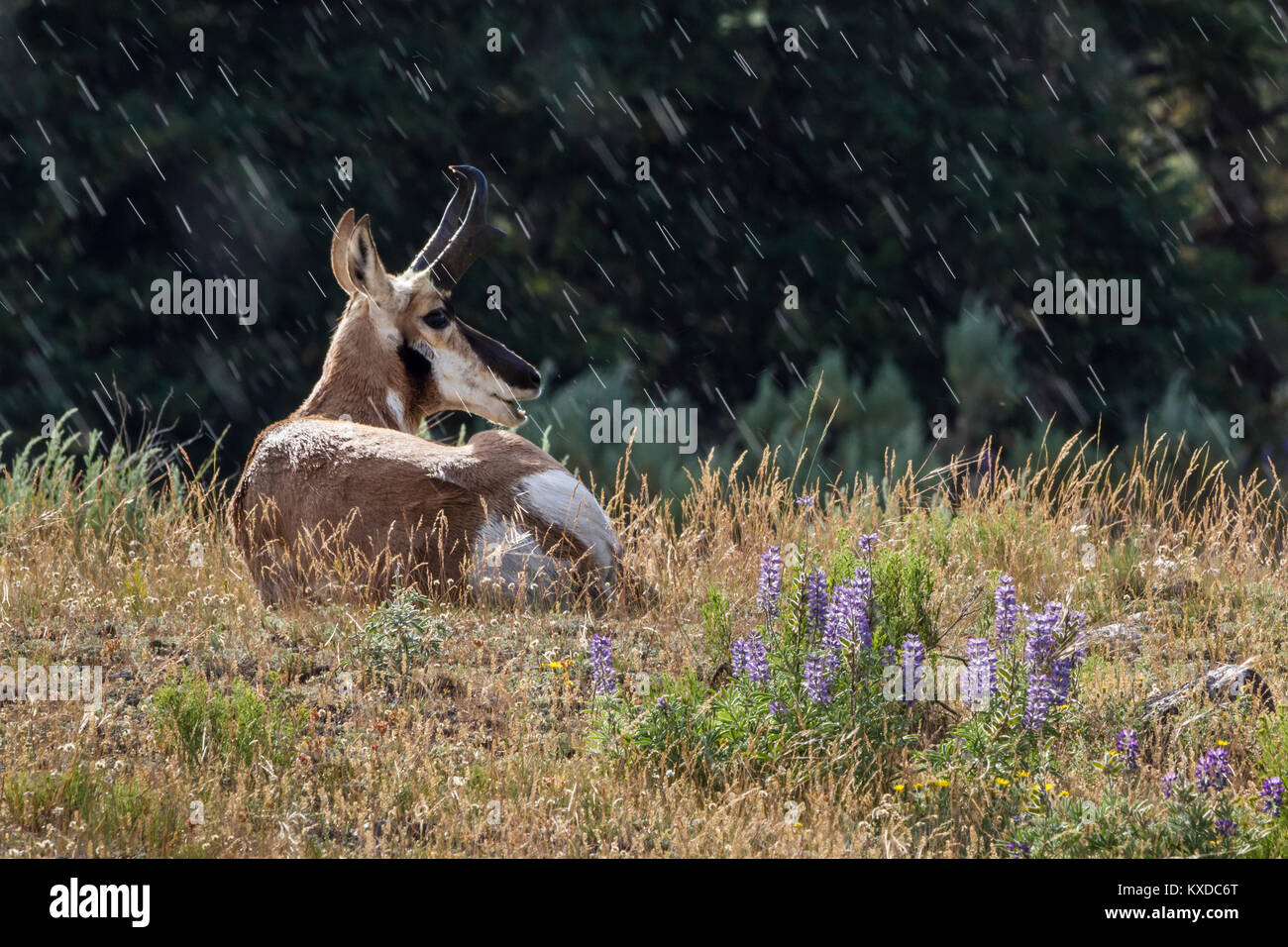 A pronghorn and wildflowers in a light rain and sun in the Lamar Valley in Yellowstone National Park, Wyoming Stock Photo