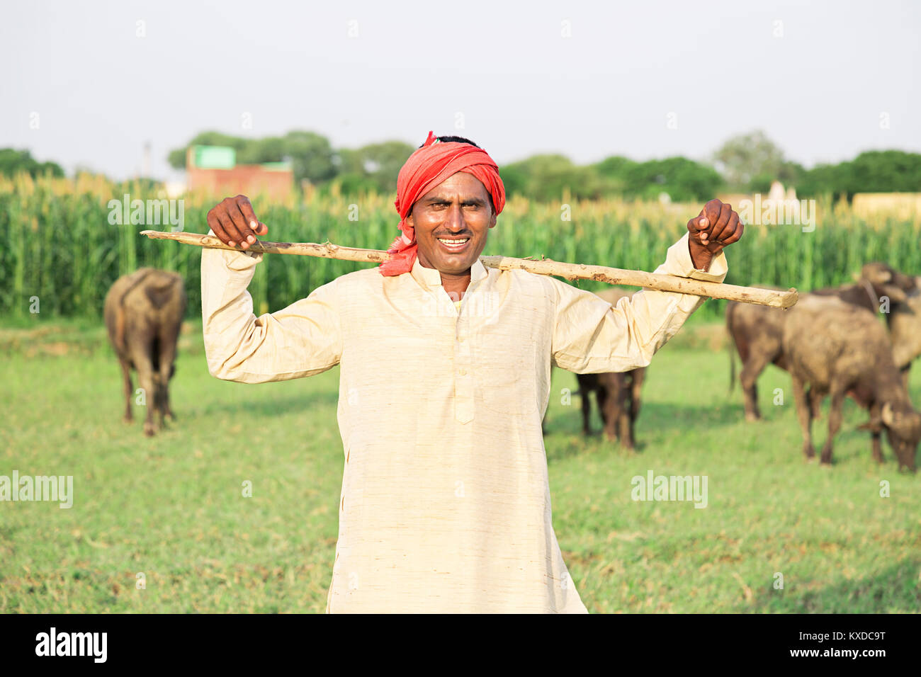 Indian farm animals hi-res stock photography and images - Alamy Indian farm animals hi-res stock photography and images - Alamy