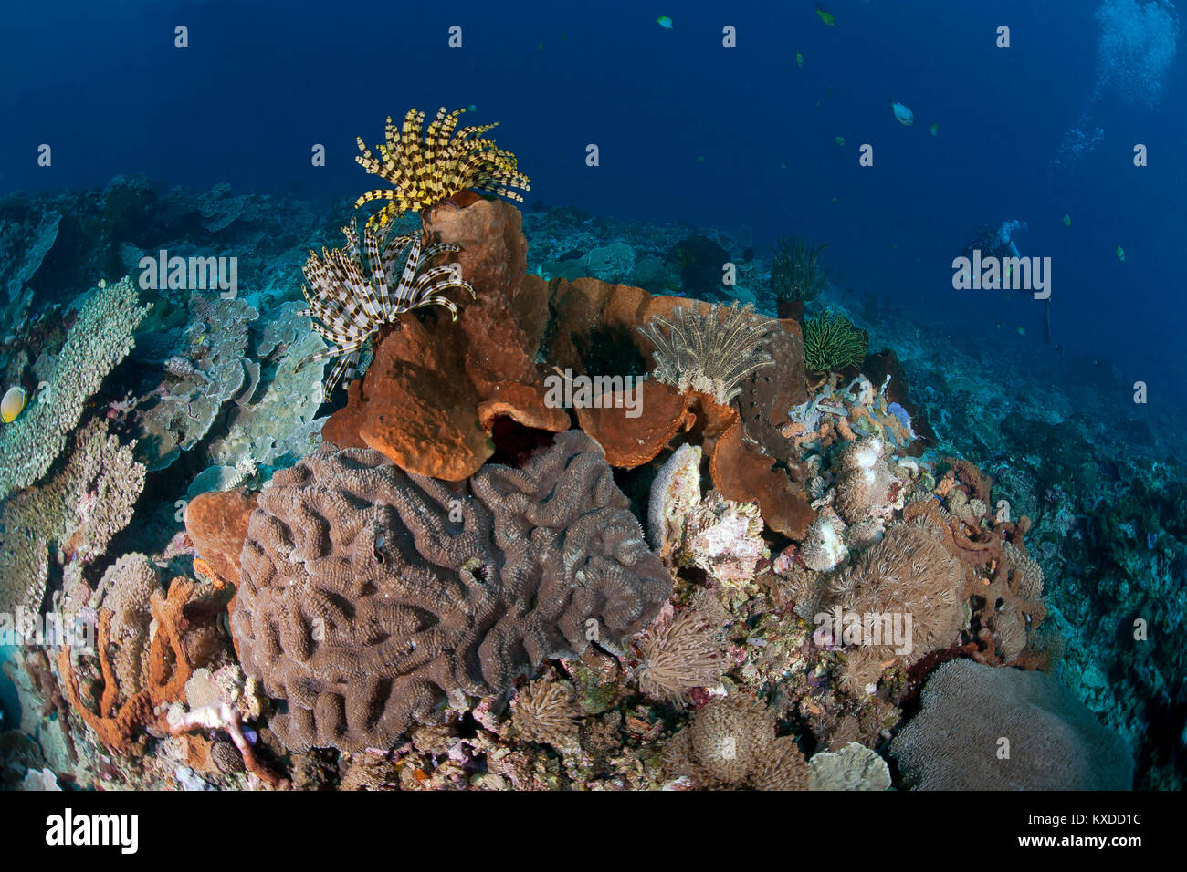 Coral garden with hairstars (Comatulida),red sponge,back diver,Nusa Lembongan,Bali,Indonesia Stock Photo