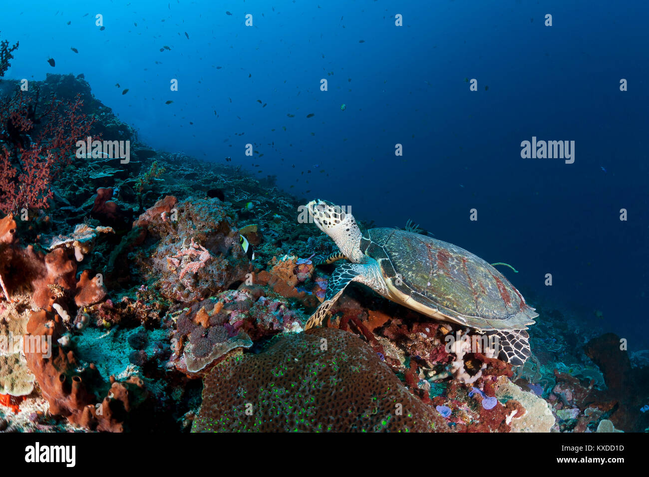 Hawksbill sea turtle (Eretmochelys imbricata),Nusa Lembongan,Nusa Penida,Bali,Indonesia Stock Photo