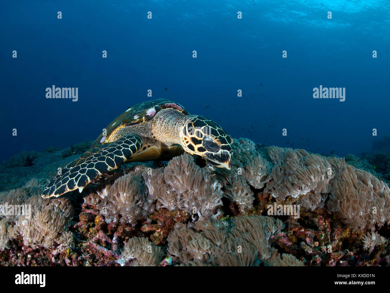 Hawksbill sea turtle (Eretmochelys imbricata),on forage over coral reef,Nusa Penida,Nusa Lembongan,Bali,Indonesia Stock Photo