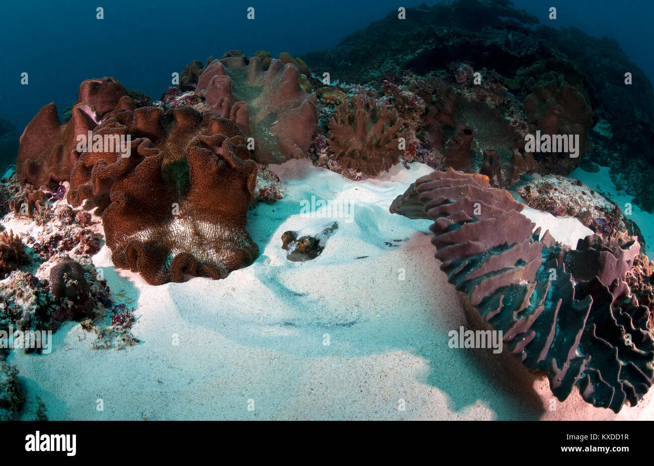 Stingray (Dasyatidae),hidden,buried in the sand,Manta Point,Nusa Penida,Nusa Lembongan,Bali,Indonesia Stock Photo