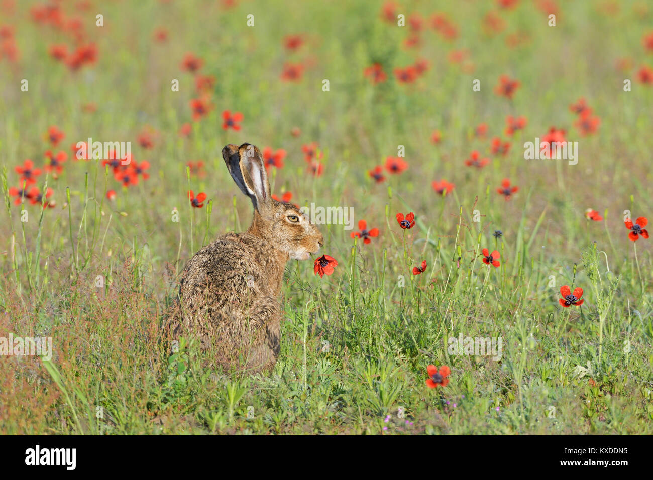 European hare (Lepus europaeus) eats prickly poppy (Papaver argemone),Saxony,Germany Stock Photo