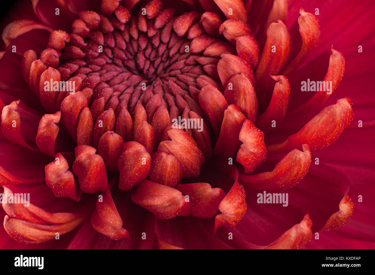 Red chrysanthemum flower closeup background Stock Photo - Alamy