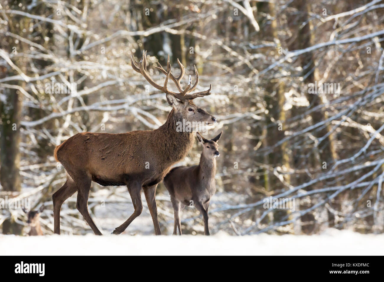 Red Deer (Cervus elaphus),Vulkaneifel,Rhineland-Palatinate,Germany Stock Photo