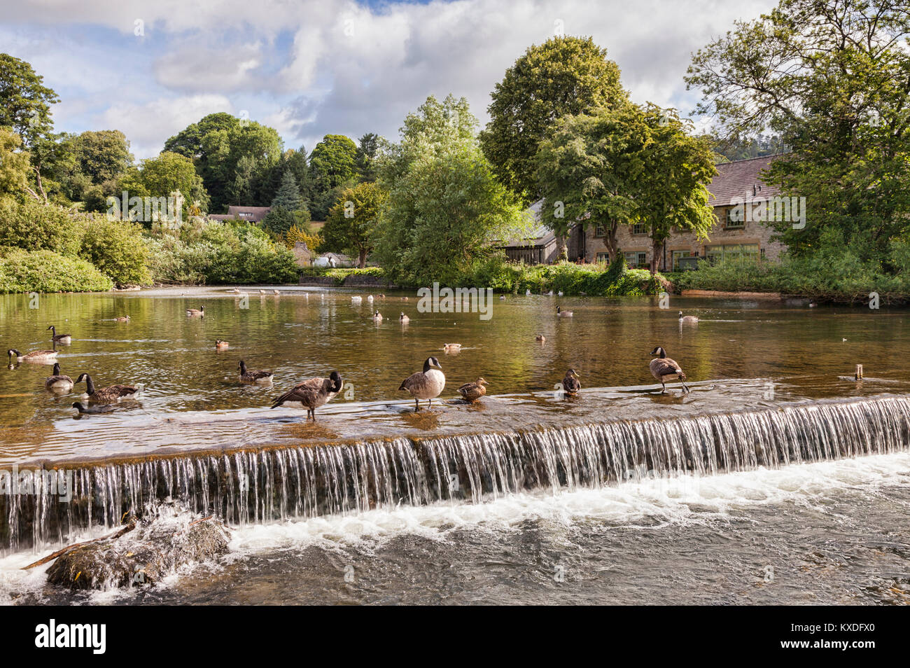 Canada geese and ducks on the weir on the River Wye at Bakewell, Derbyshire, England Stock Photo