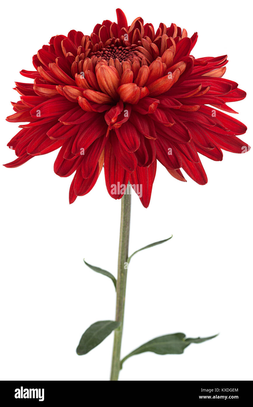 Red chrysanthemum flower hi-res stock photography and images - Alamy