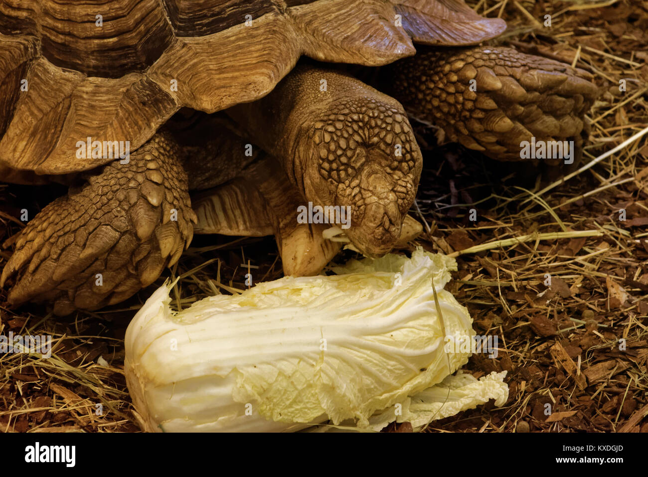 African spurred tortoise (Centrochelys sulcata), also called the sulcata tortoise, is a species of tortoise, which inhabits the southern edge of the S Stock Photo