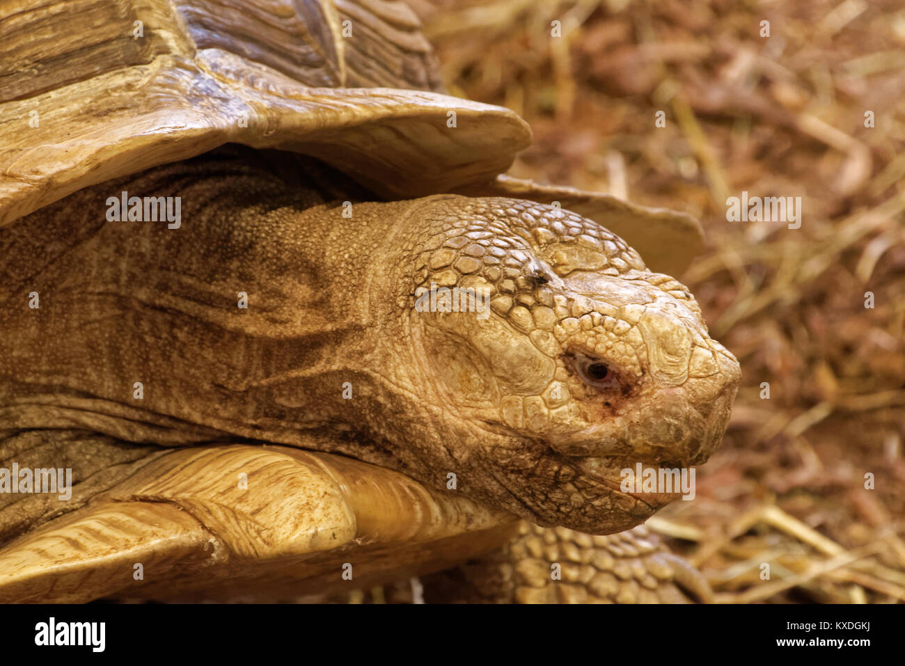African spurred tortoise (Centrochelys sulcata), also called the sulcata tortoise, is a species of tortoise, which inhabits the southern edge of the S Stock Photo