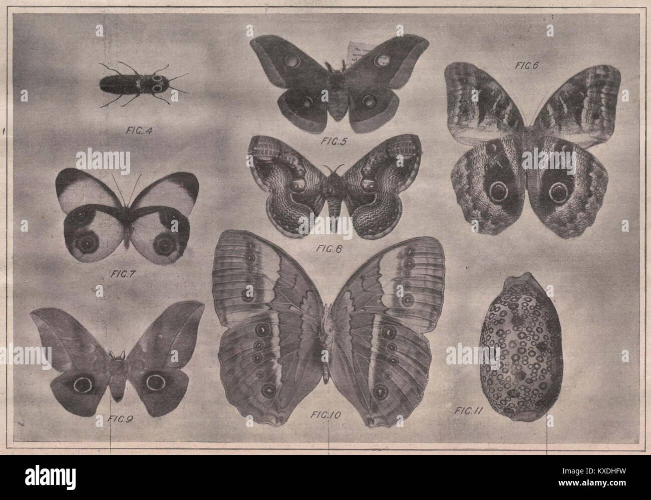 Examples of the Eye-Spotting of Insects, Moths, and Shells Stock Photo ...