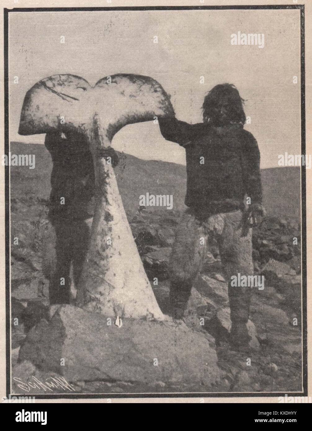 The Tail of the Largest Narwhal Ever captured Stock Photo - Alamy