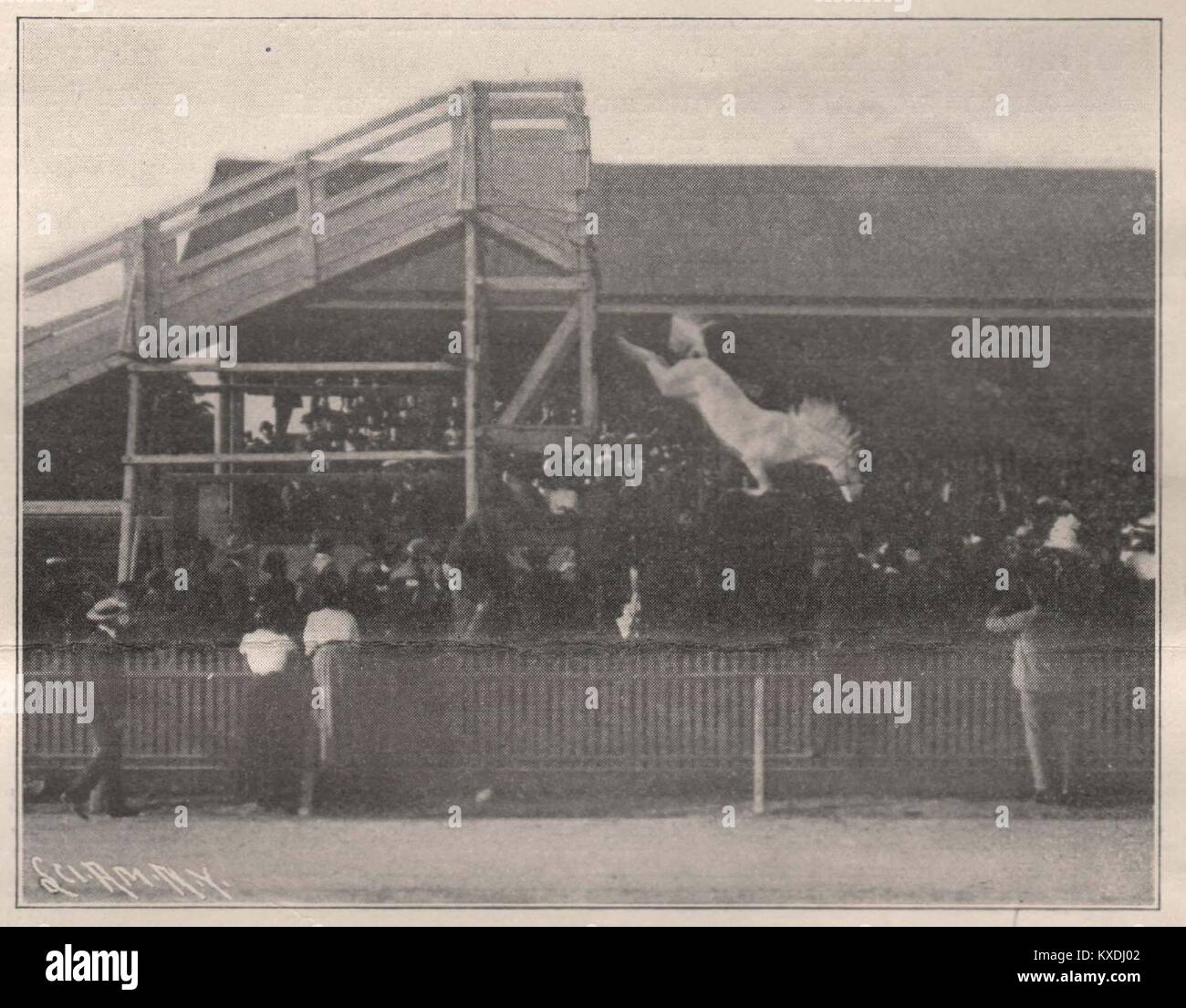 The Trained Diving Horse Stock Photo Alamy