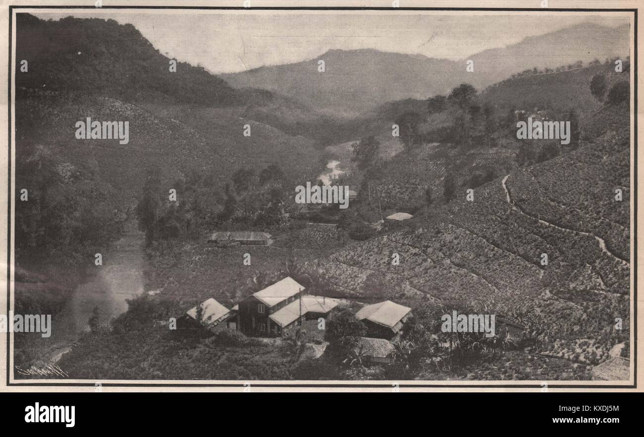 General View of a Tea Plantation in Ceylon Stock Photo Alamy