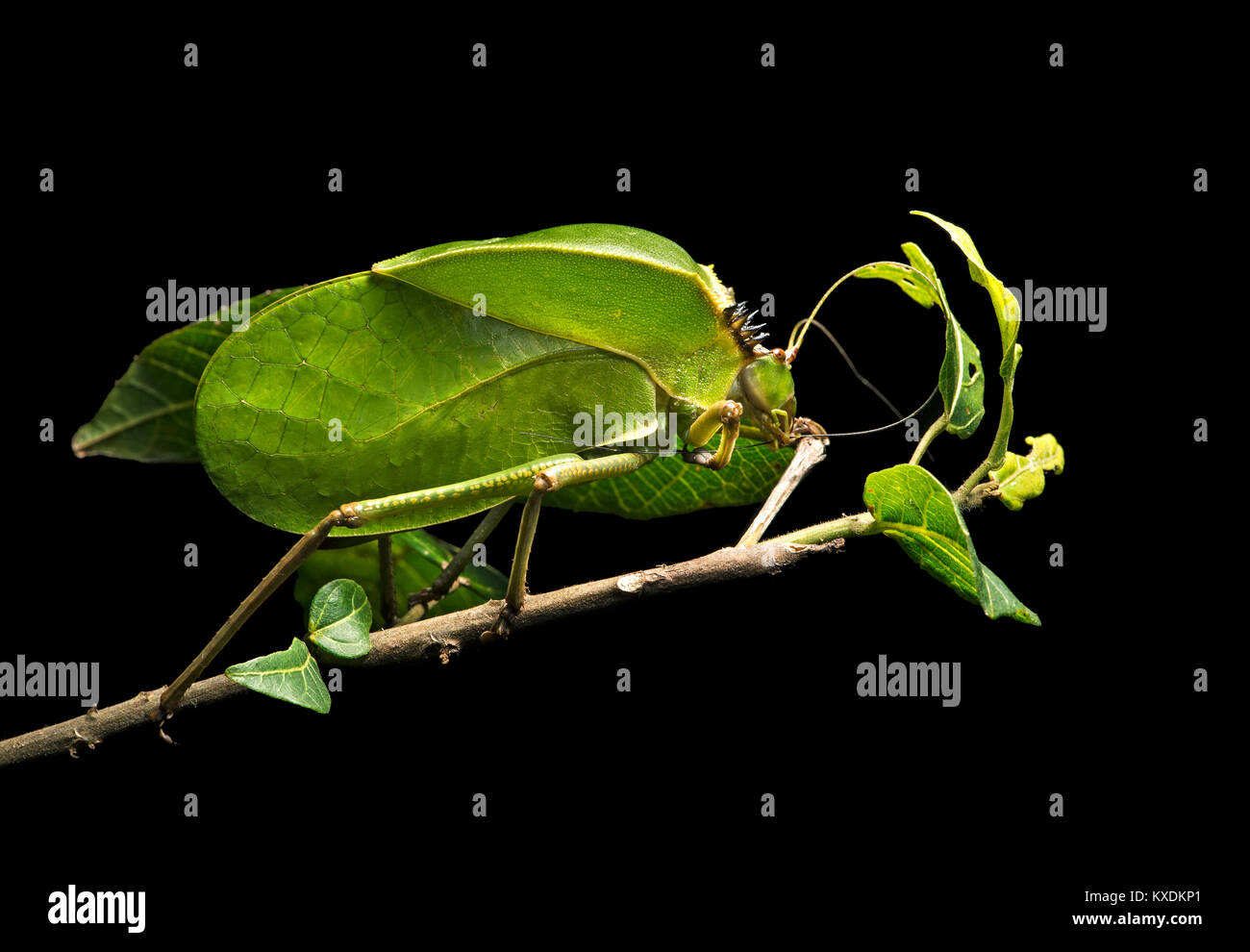 Foliage locust (Tettigoniidae), phytomimesis, shape and appearance of a leaf for camouflage, Anjozorobe National Park Stock Photo