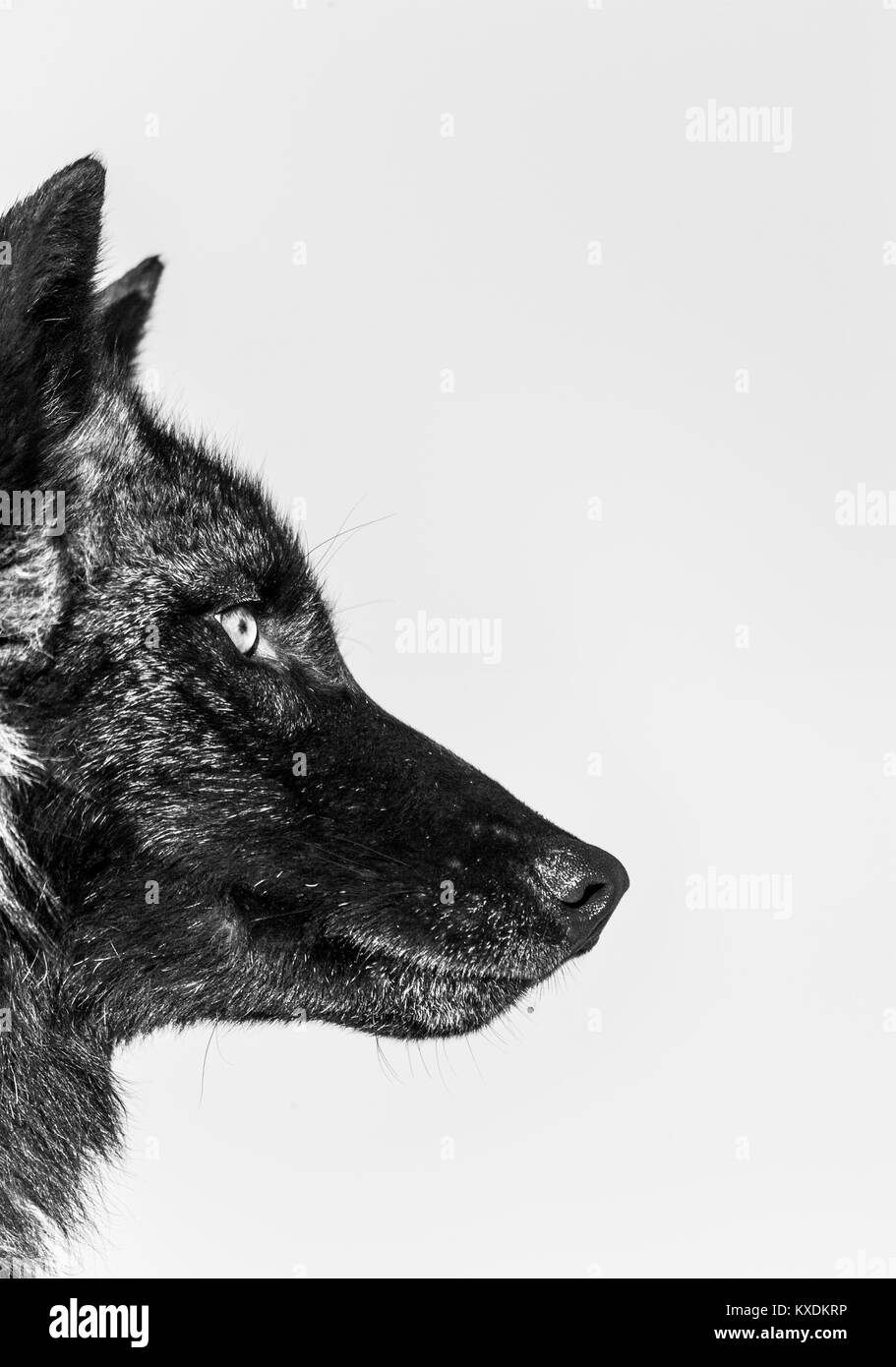 Gray wolf or grey wolf (Canis lupus), usa Stock Photo