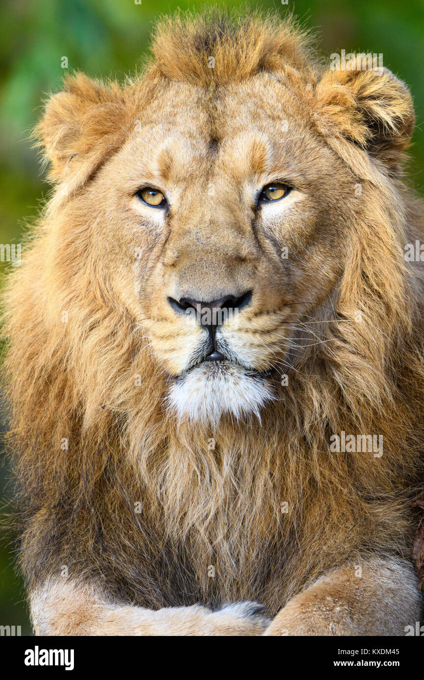Asiatic Lion (Panthera leo persica), dormant, portrait, captive Stock Photo