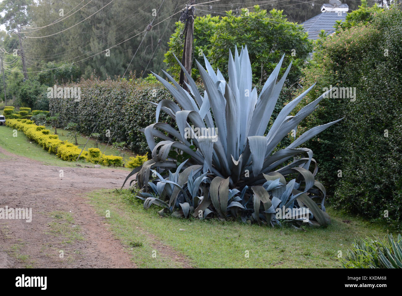 Sisal plant on roadside, Marula Lane, Karen, Nairobi, Kenya Stock Photo
