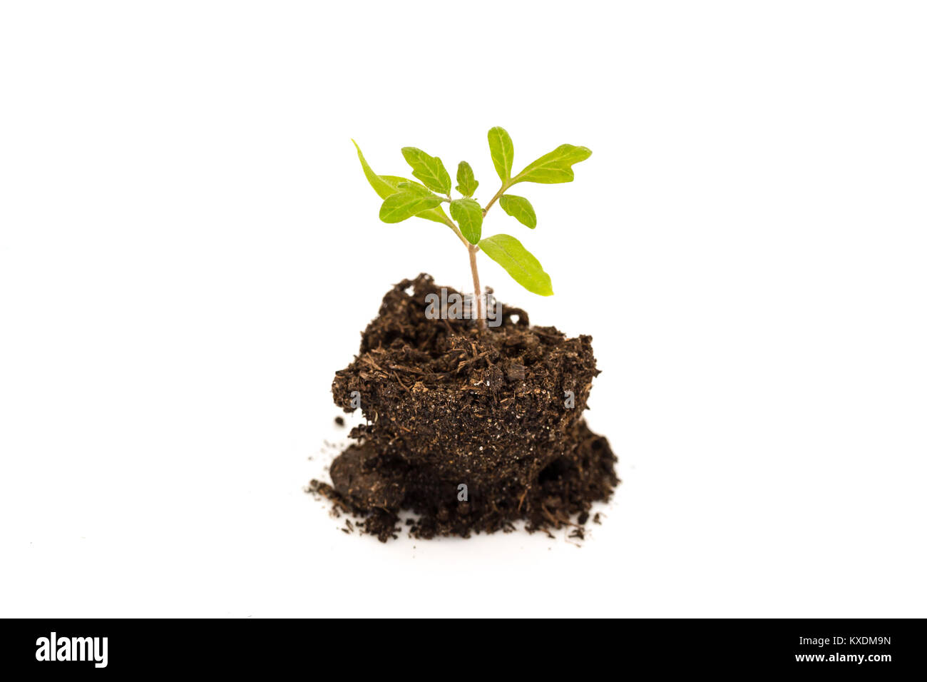 Growing young baby plant isolated on white background, new life, gardening, environment and ecology concept Stock Photo