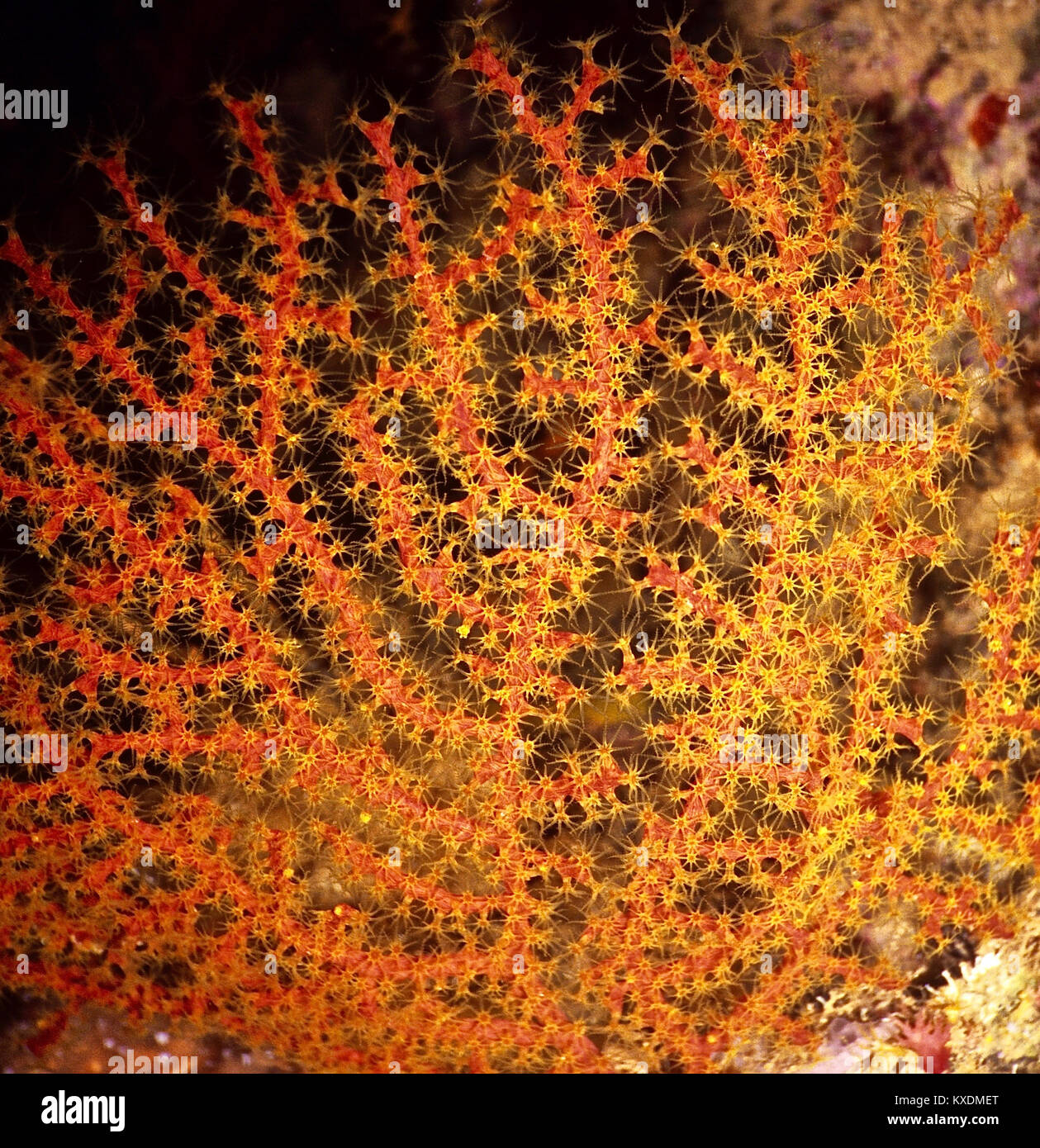 A gorgonian coral (Acabaria species) with its eight tentacle polyps extended fully and feeding in the current. Photographed in the Egyptian Red Sea. Stock Photo