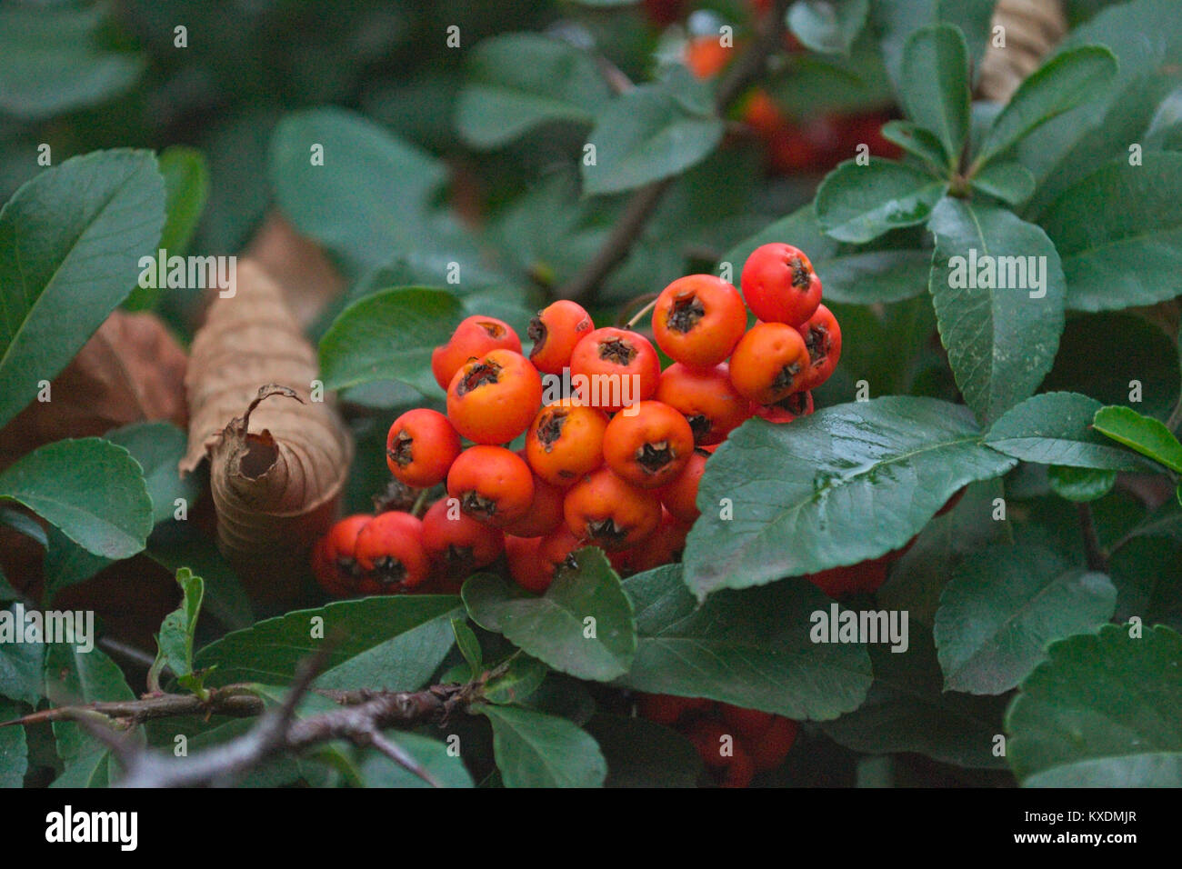 Orange berries among leaves, autumn time close up Stock Photo