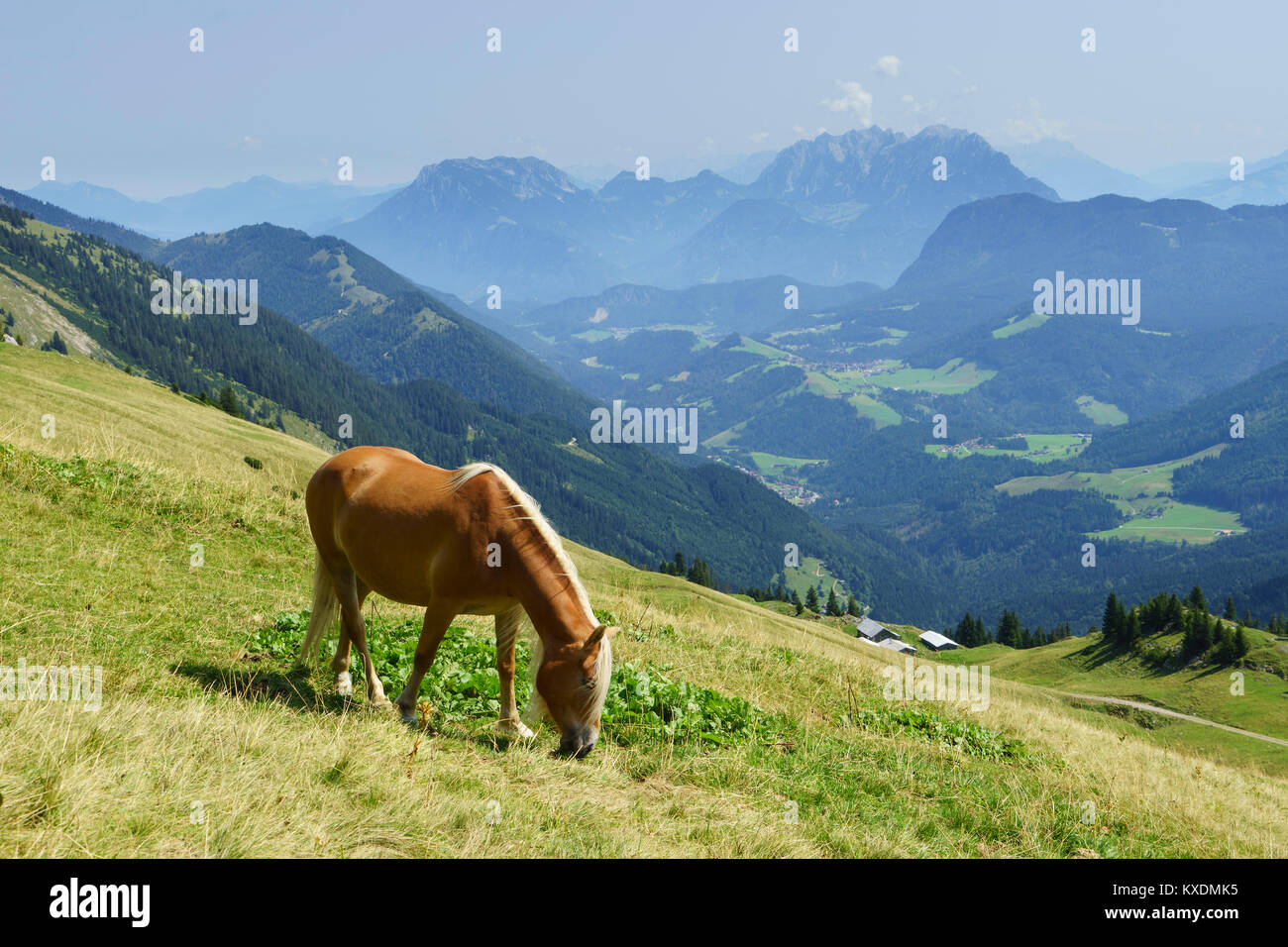 Horse, Haflinger, at the Hinteres Sonnwendjoch over the Ackernalm, behind Zahmer Kaiser and Wilder Kaiser, near Kufstein, Tyrol Stock Photo