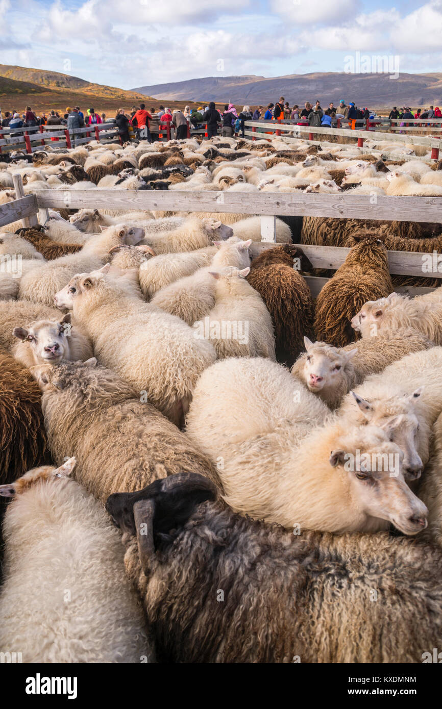 Sheep Offspring Counting and sorting of Islandic sheep, sheep offspring in Island ...