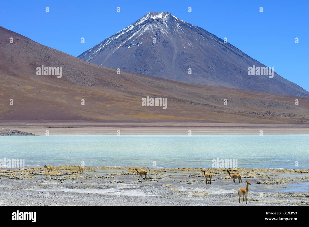 Vicuñas (Vicugna vicugna) in front of Laguna Verde and the volcano Licancabur, Reserva Nacional de Fauna Andina Eduardo Abaroa Stock Photo