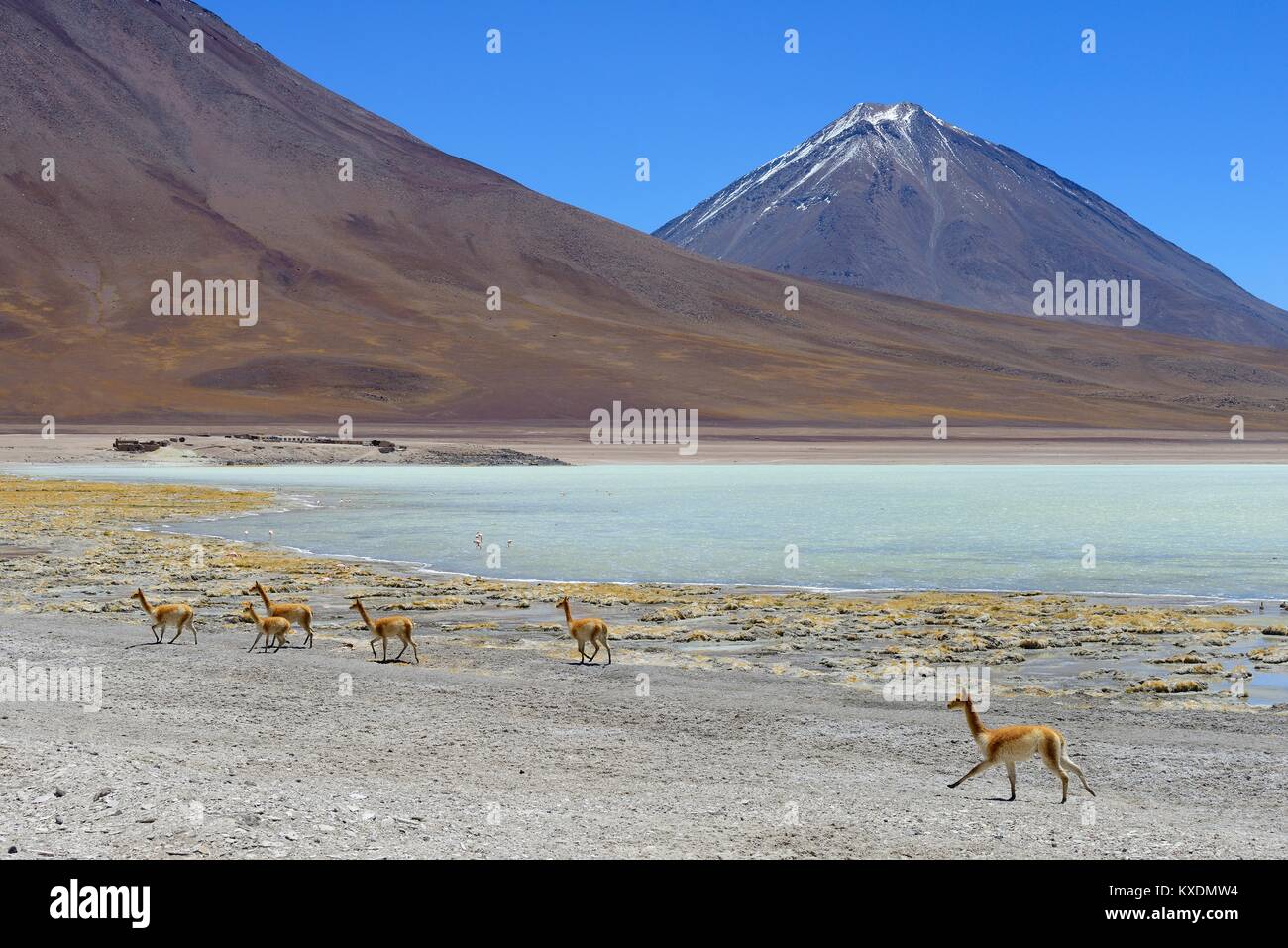 Reserva natural de vicunas hi-res stock photography and images - Alamy