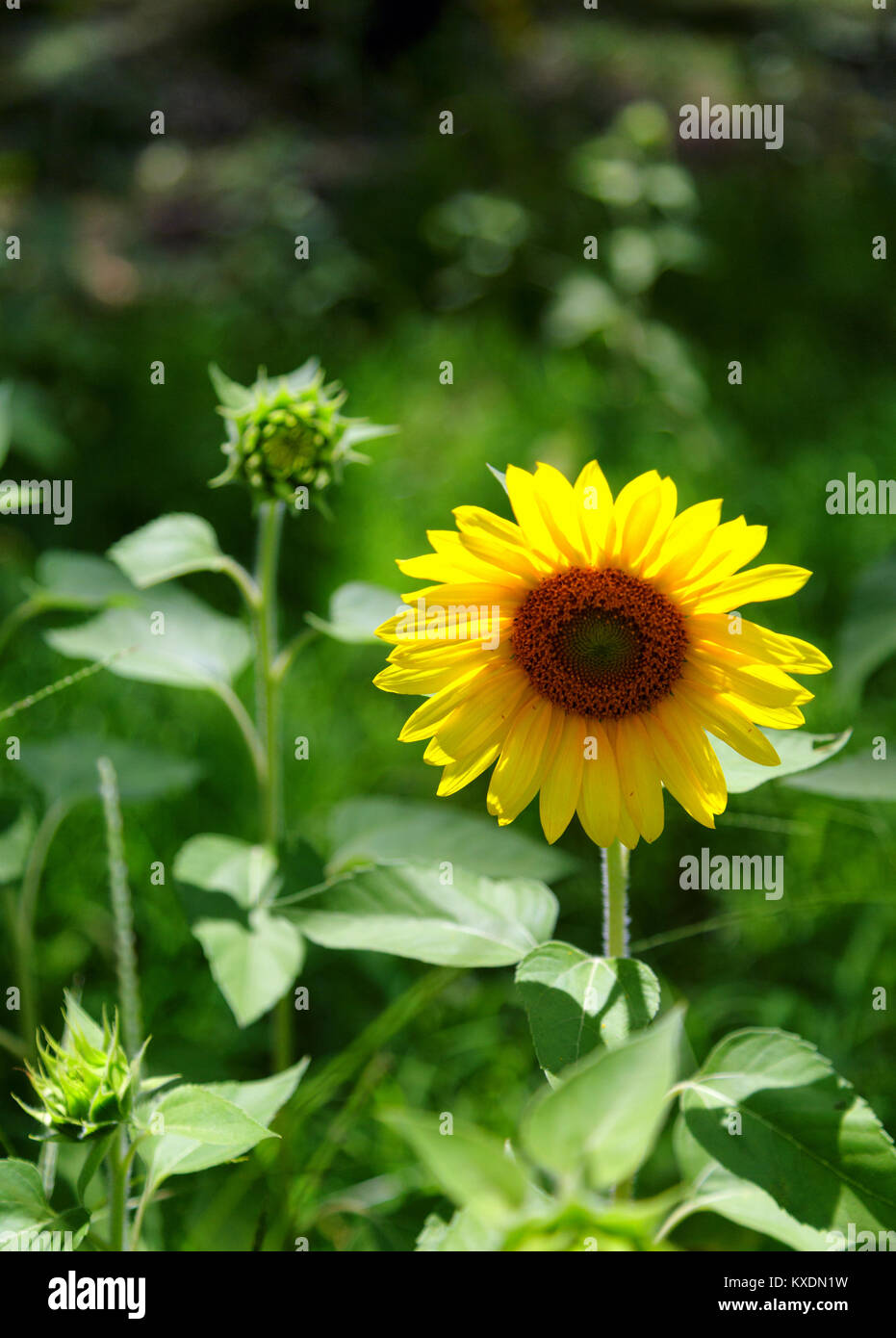 A field of brilliant yellow sunflowers in a sunny, summer field Stock ...
