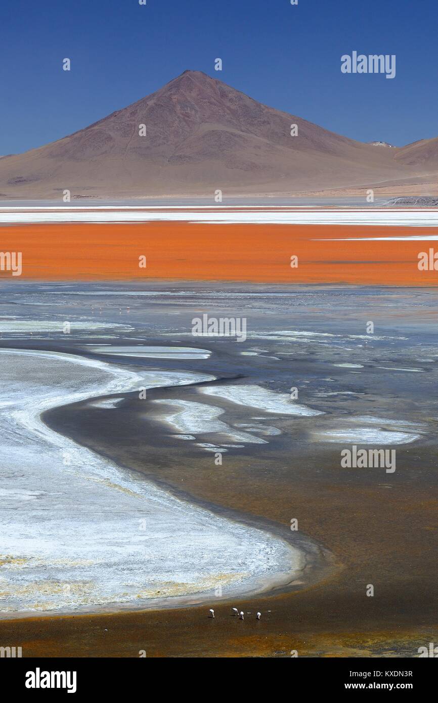 Reserva natural de fauna andina hi-res stock photography and images - Alamy