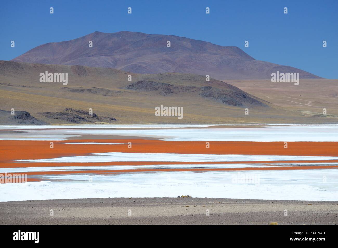 Reserva natural de fauna andina hi-res stock photography and images - Alamy