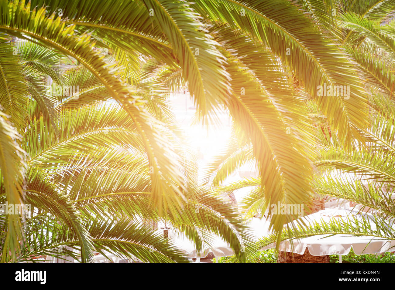 Heart Of Palm High Resolution Stock Photography and Images Alamy