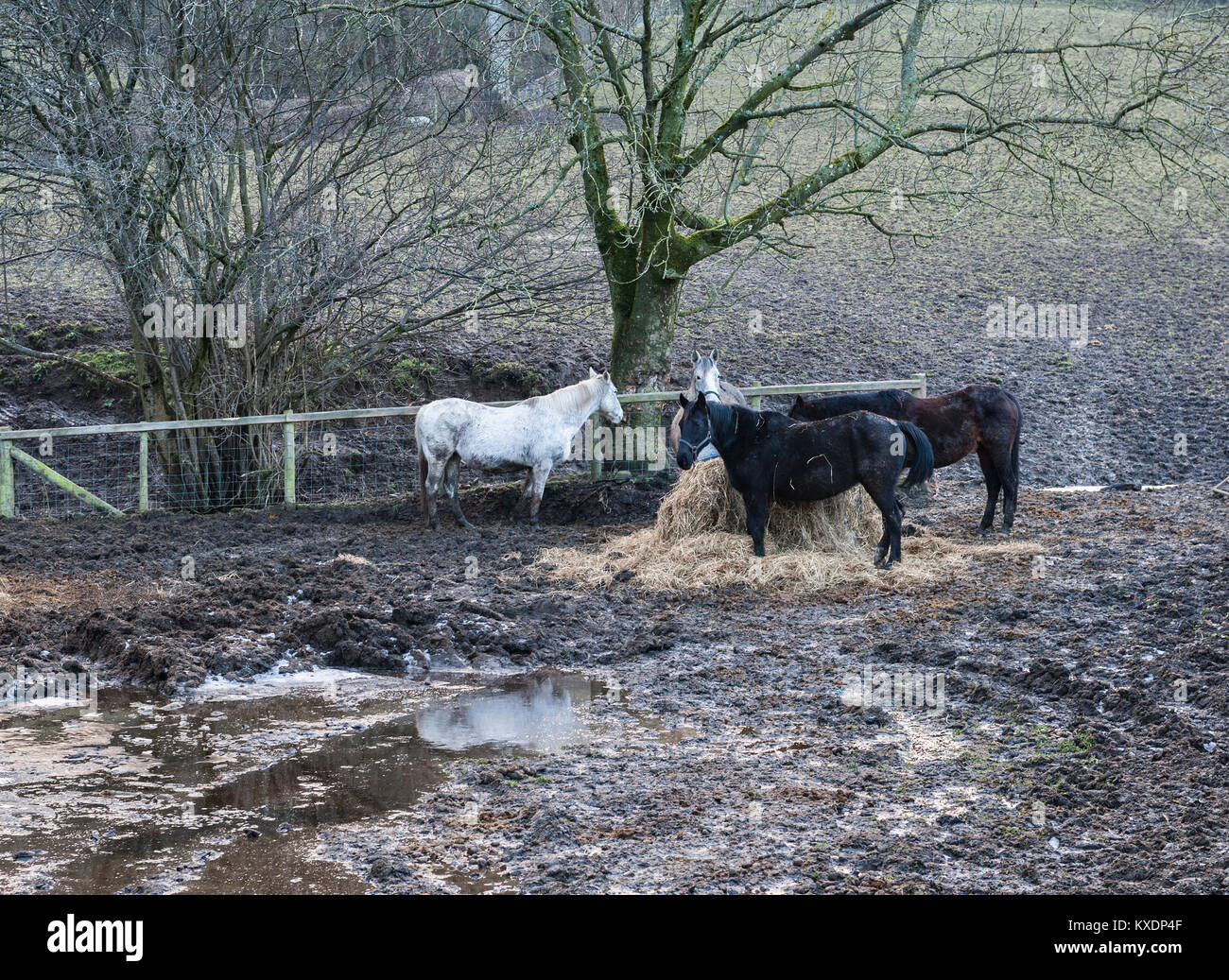 Radnorshire, Wales, UK. Horses standing in a muddy yard on a wet day in