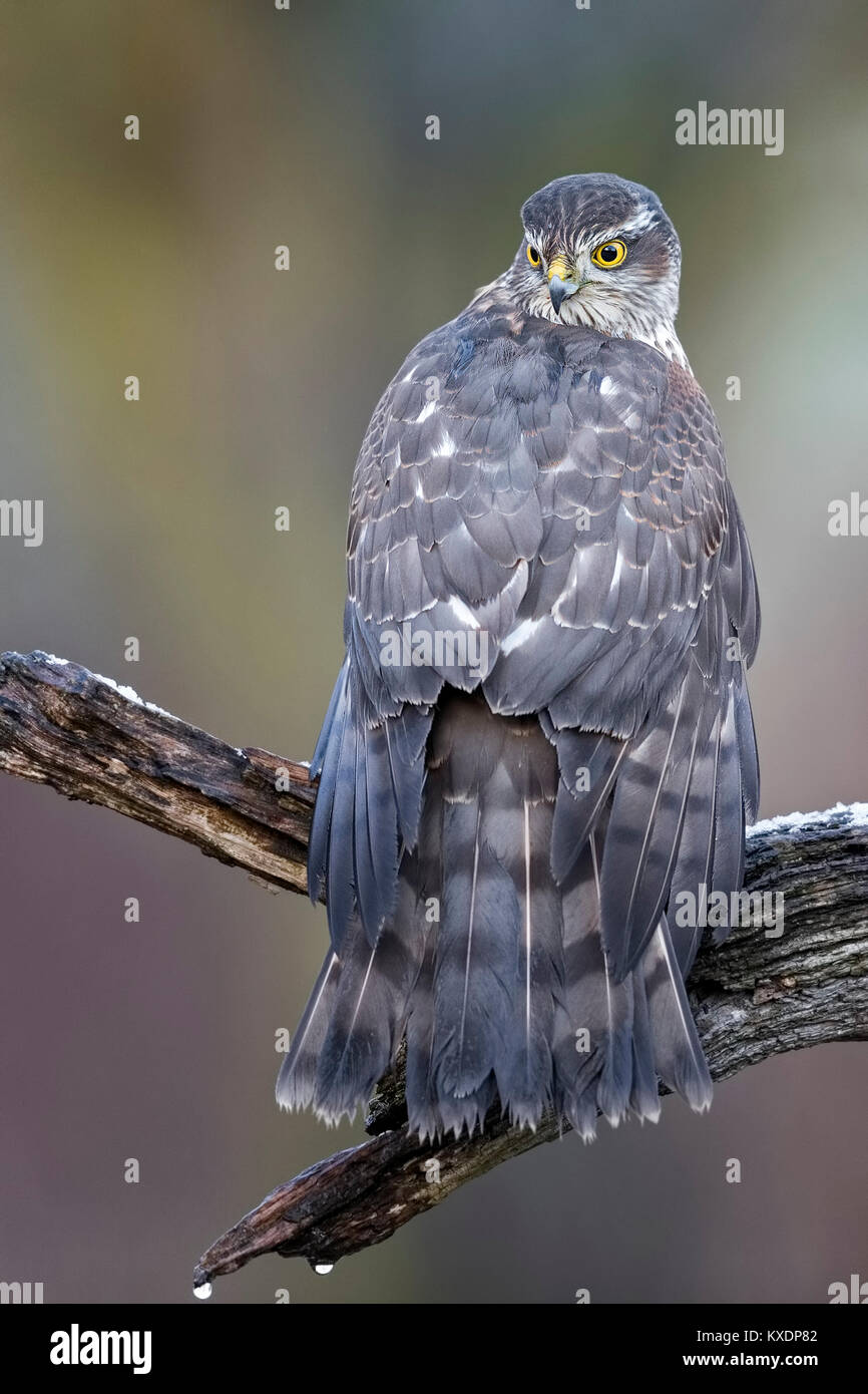 eurasian-sparrowhawk-accipiter-nisus-female-feathers-drying