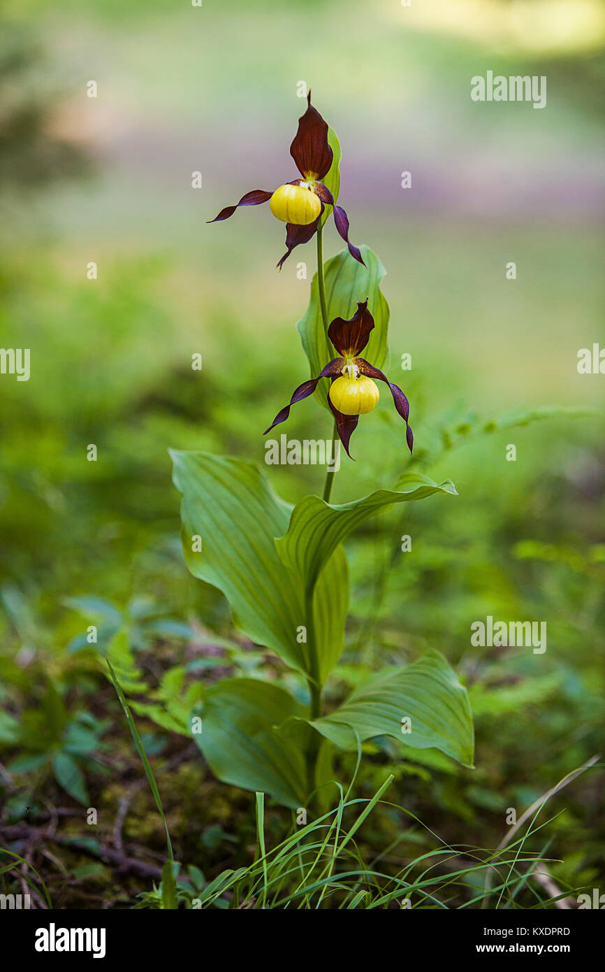 Yellow Yellow lady's slipper orchid or (Cypripedium calceolus), whole plant, Styria, Austria Stock Photo