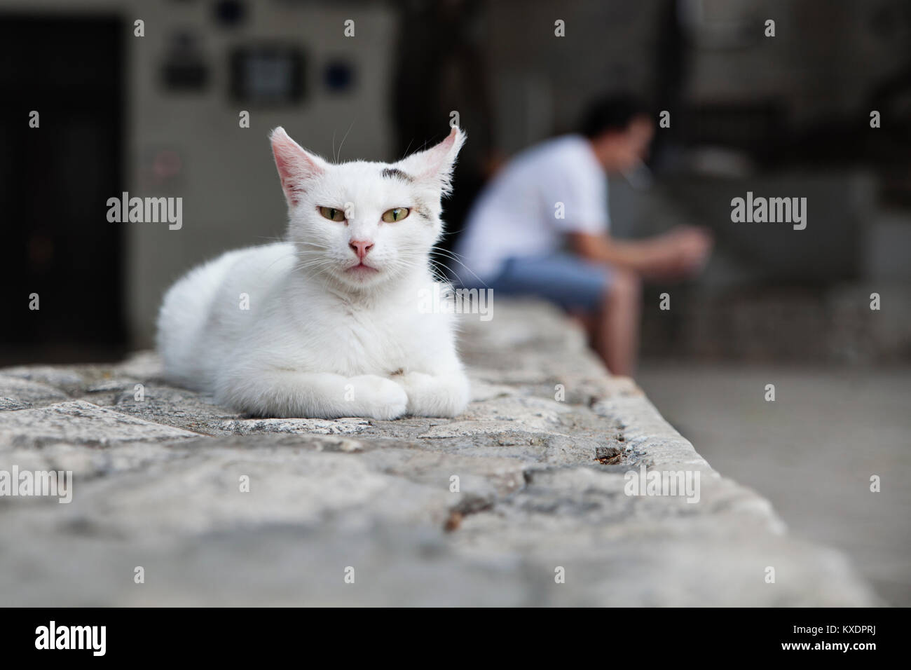 Street cat, Split, Istria, Croatia Stock Photo
